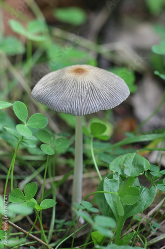 Parasola sp, inkcap mushroom from Finland