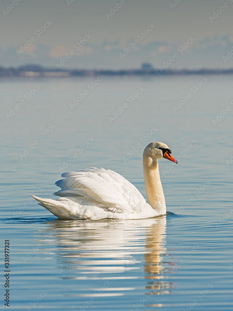 Swan (Cygnus olor) on Lake Constance (Bodensee), nature reserve, Mettnau peninsula, Radolfzell, District of Constance, Baden-Wuerttemberg, Germany Swan (Cygnus olor) on Lake Constance (Bodensee), nature reserve, Mettnau peninsula, Radolfzell, District of Constance, Baden-Wuerttemberg, Germany