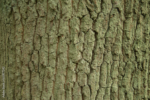 oak bark texture background