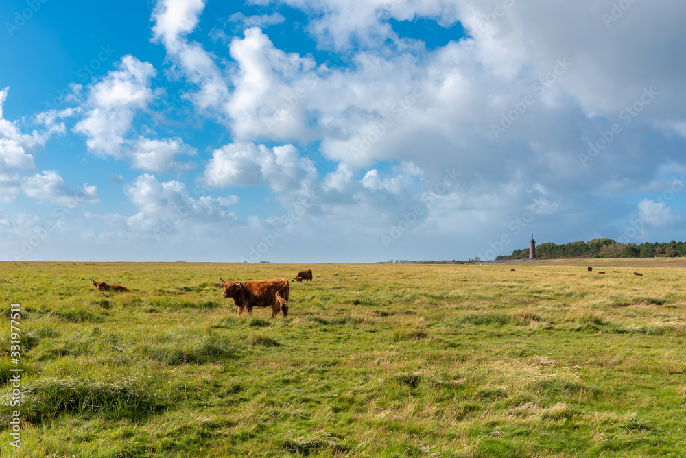 Landscape with salt marshes and Scottish highland cattle near St