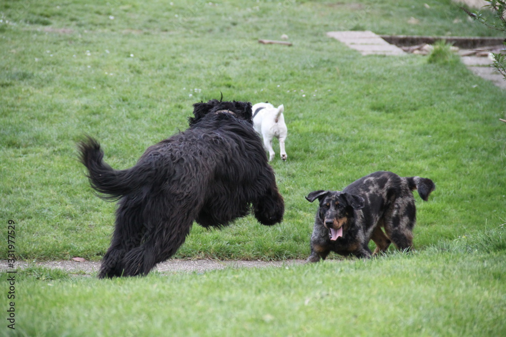Sheepdogs domestic garden puppy playing together Sheepdogs domestic garden puppy playing together
