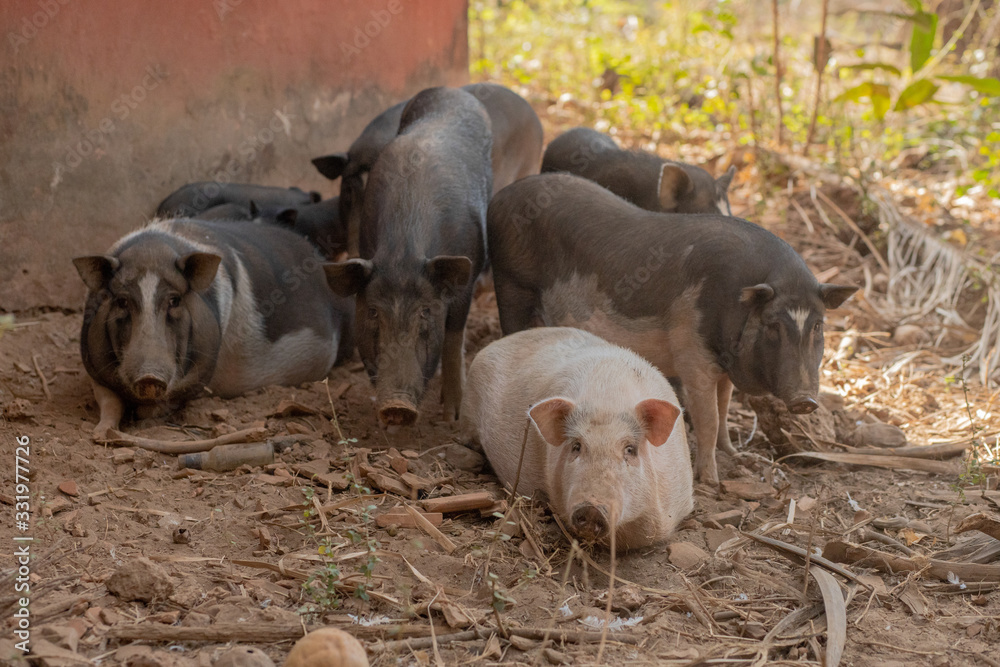 Pigs in Goa India