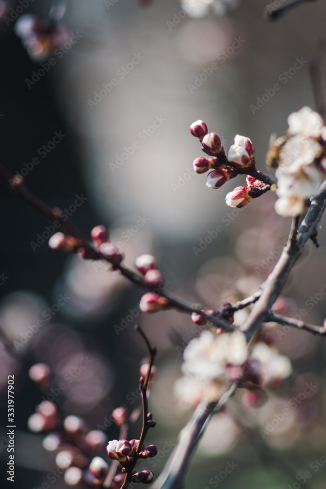 beautiful blooming trees in the garden beautiful blooming trees in the garden