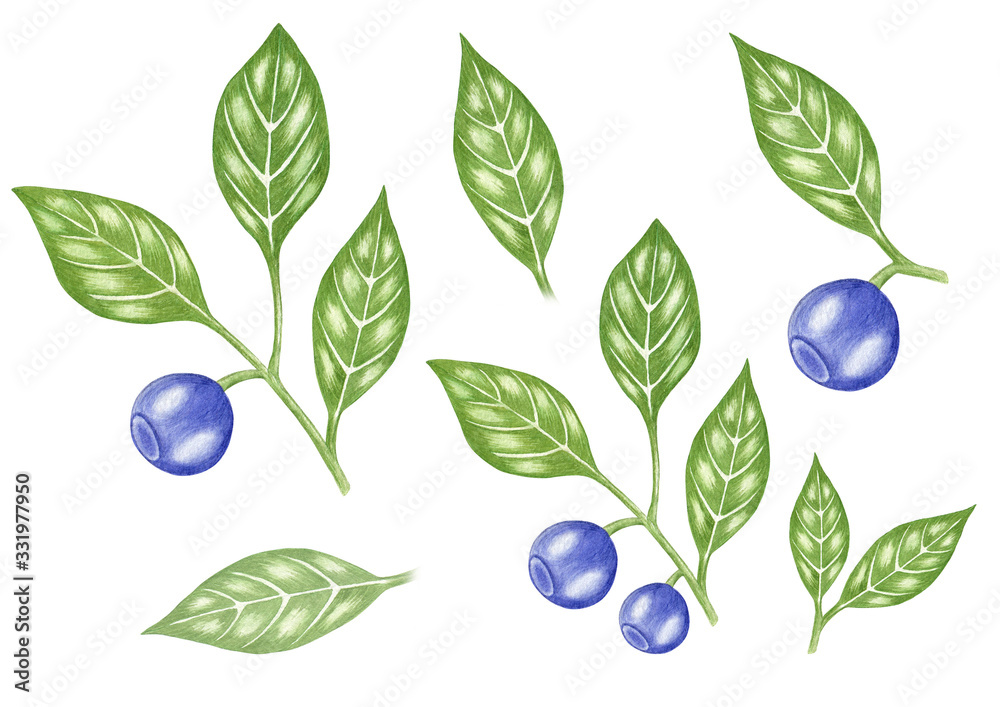 Set with branches of blueberry and green leaves, hand painted watercolor illustration Set with branches of blueberry and green leaves, hand painted watercolor illustration