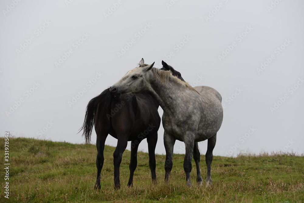 Fototapeta premium Freunde auf der Pferdeweide. Rappe und Schimmel beknappern sich auf der Weide
