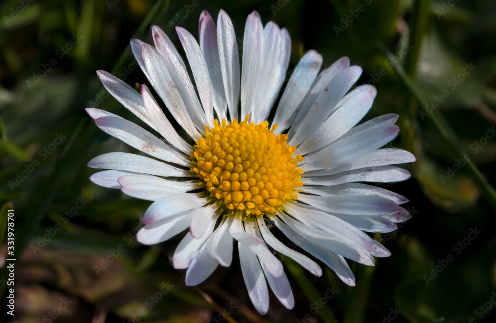 closeup of yellow daisy flower closeup of yellow daisy flower