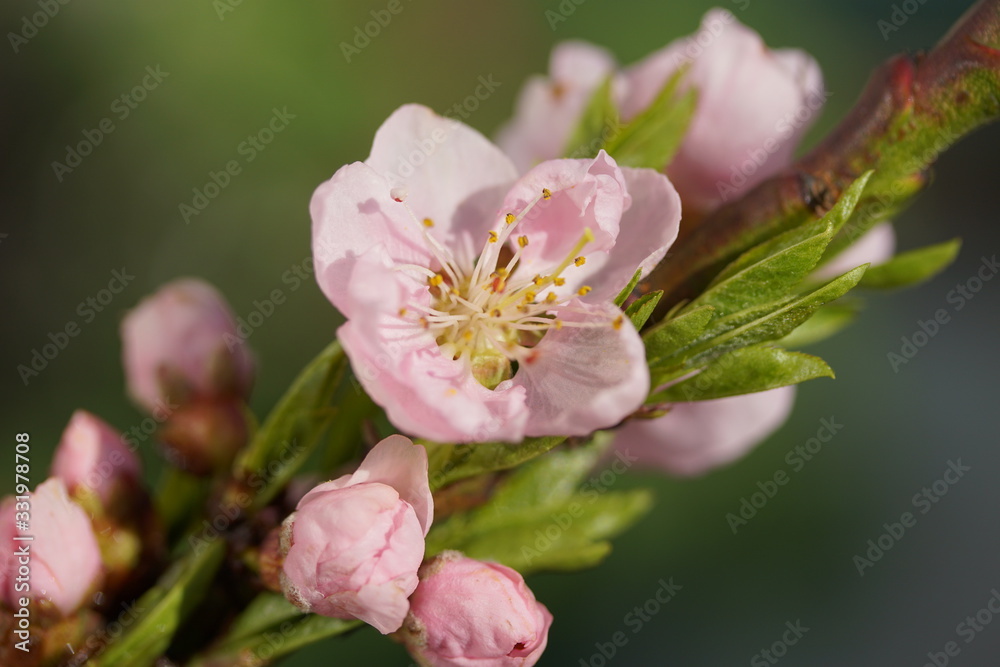 cherry tree blossom on green background cherry tree blossom on green background