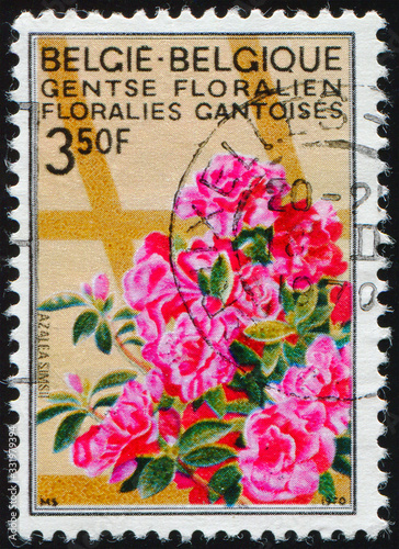 BELGIUM - CIRCA 1970: stamp 3.50 Belgian franc printed by Belgium, shows Floralia of Ghent IV - Azalea Simsii, circa 1970 photo