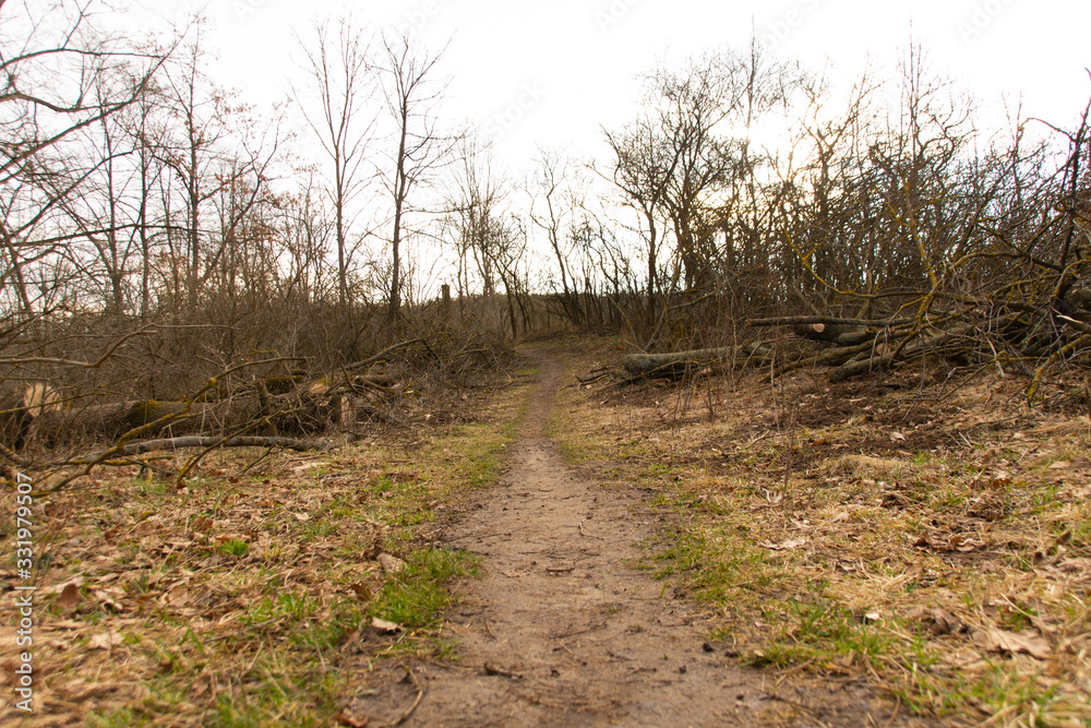 Abgeholzter Wald nach Borkenkäfer Befall Abgeholzter Wald nach Borkenkäfer Befall