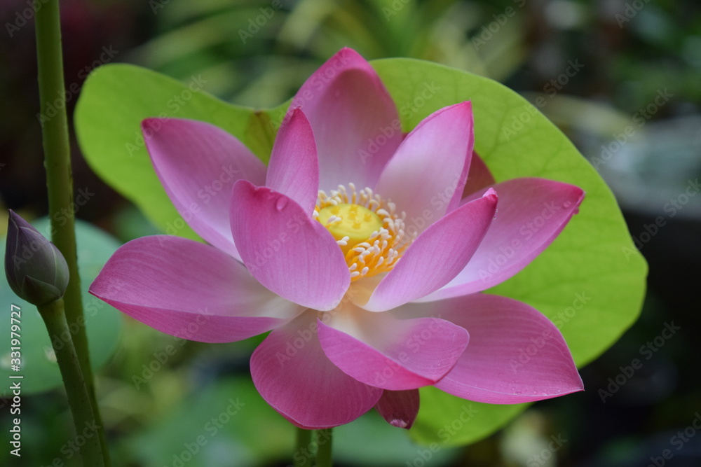 Fototapeta premium lotus