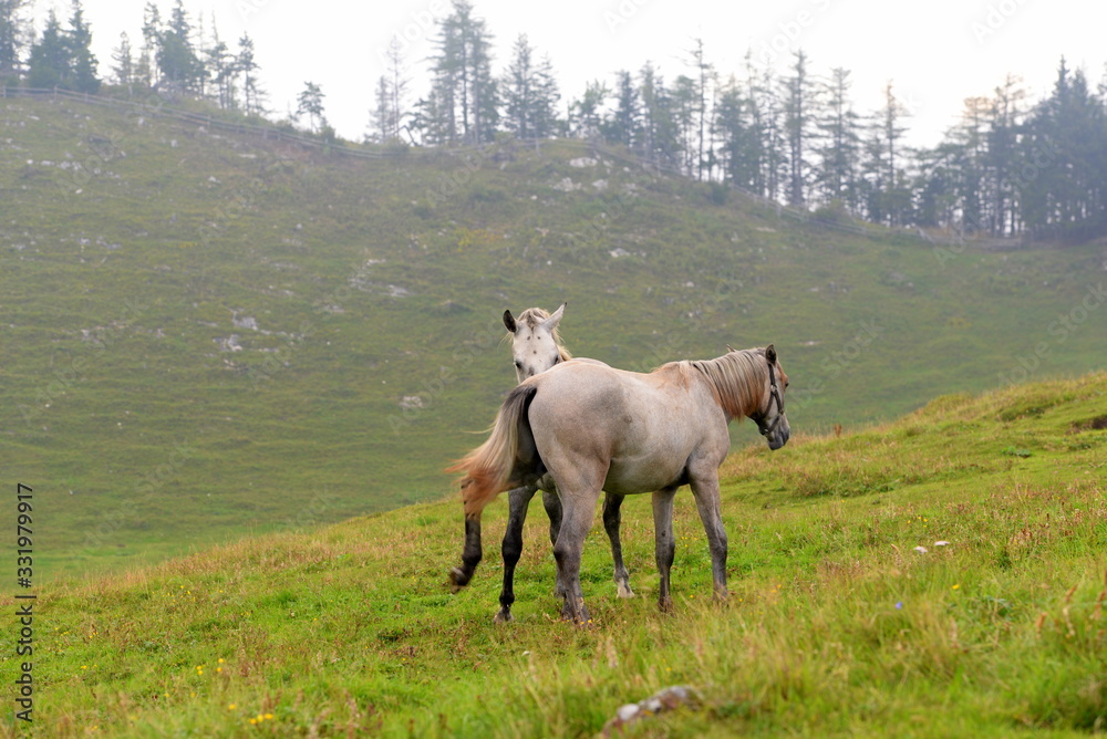 Sommer auf der Pferdekoppel. Junge Lipizzaner Hengste auf der Almweide