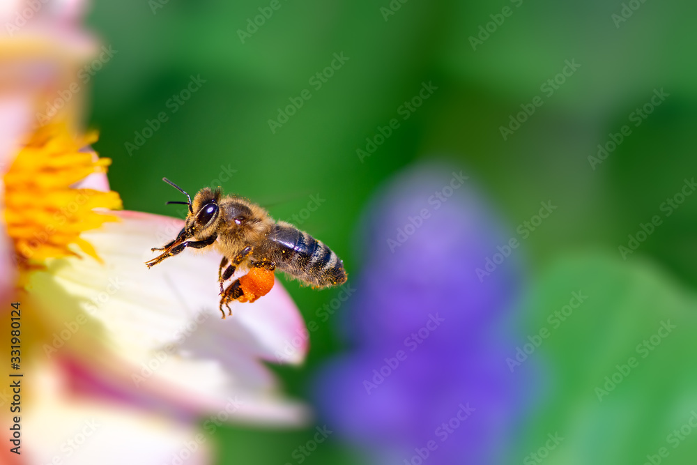 Bee flying to a pink flower blossom Bee flying to a pink flower blossom