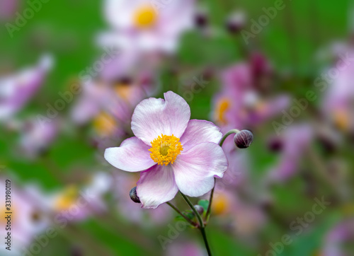 Blossom of an anemone flower