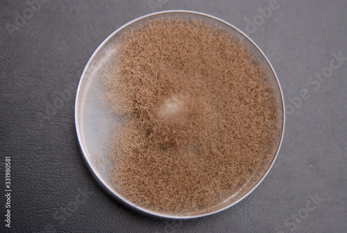 Botrytis cinerea culture grown on PDA nutrient medium, 28 days after inoculating an agar disc from a previous culture on 5cm Petri dish photo