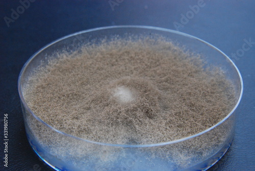 Botrytis cinerea culture grown on PDA nutrient medium, 28 days after inoculating an agar disc from a previous culture on 5cm Petri dish photo