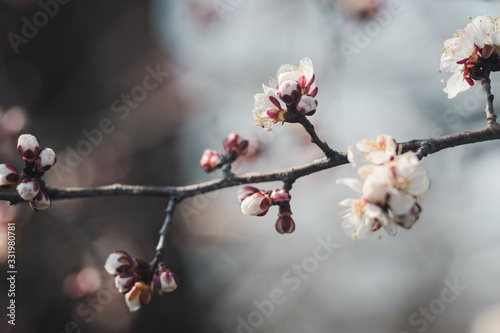  beautiful blooming trees in the garden