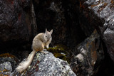 Vizcacha peruana (Lagidium Peruanum) resting and perched on rocks in its natural environment.