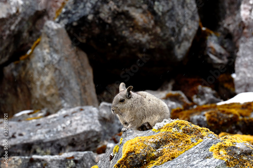 Vizcacha peruana (Lagidium Peruanum) resting and perched on rocks in its natural environment. photo