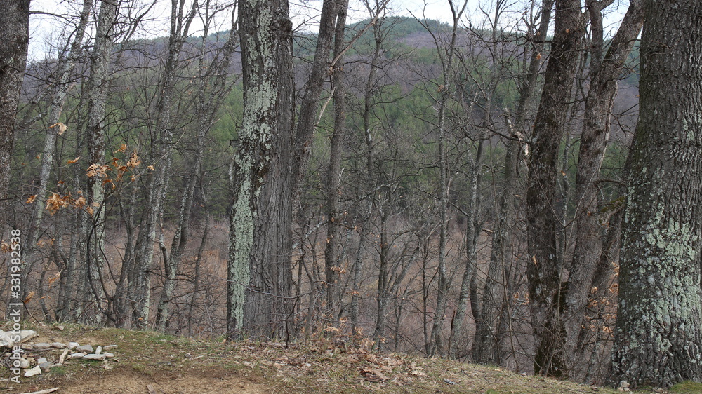 Fototapeta premium Beautiful forest of Medven located in South-East Bulgaria. In the park there is the famous waterfall 