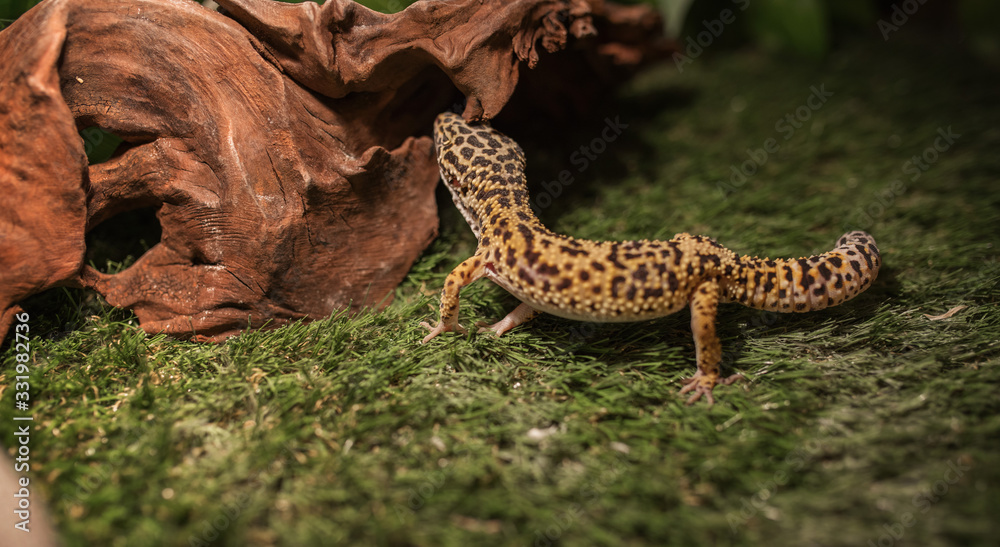 Leopard Gecko - eublephar in a glass cage decorated with grass and wood log. Cute exotic pet. Selective focus. Artificial lighting. Leopard Gecko - eublephar in a glass cage decorated with grass and wood log. Cute exotic pet. Selective focus. Artificial lighting.