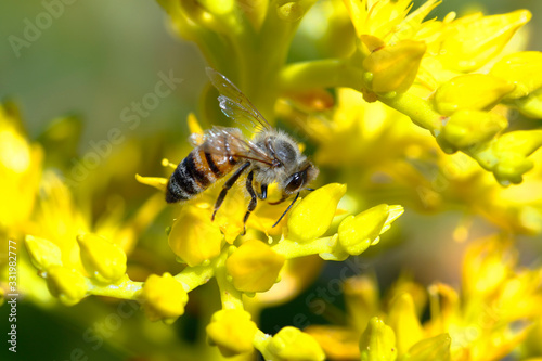 Detail of a European bee (apis mellifera) pollinating a yellow flower. Huancayo - Peru