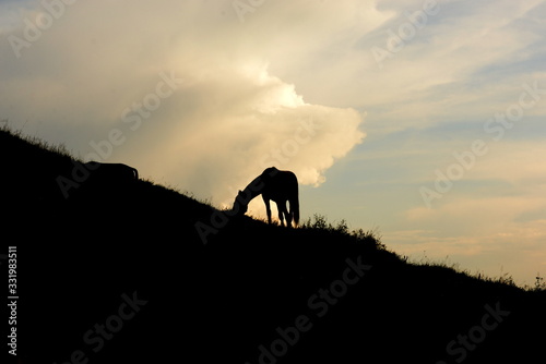 Sommer auf der Almweide. Lipizzaner Junghengste auf der Almweide