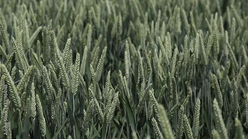  Green wheat stalks blow in the wind. Natural Wheat field. Beautiful nature wheat field