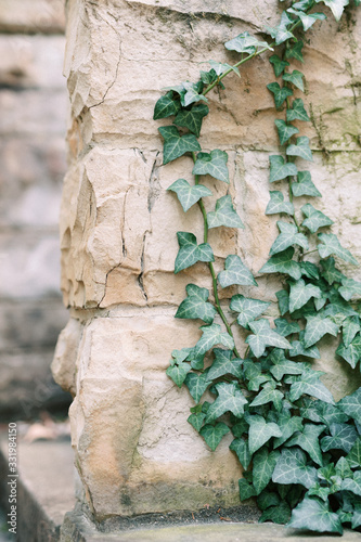 Ivy crawling up stone wall