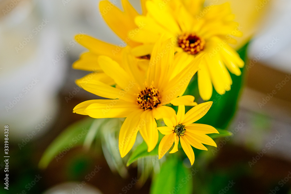 Yellow Flowers as decoration on dinner table thanks giving harvest celebration Yellow Flowers as decoration on dinner table thanks giving harvest celebration