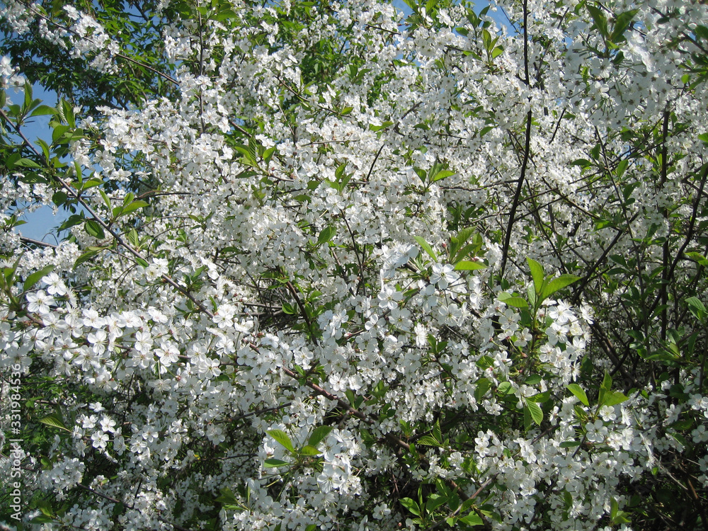Blooming Apple tree in spring. The whole Apple tree is covered with white delicate flowers. Blooming Apple tree in spring. The whole Apple tree is covered with white delicate flowers.