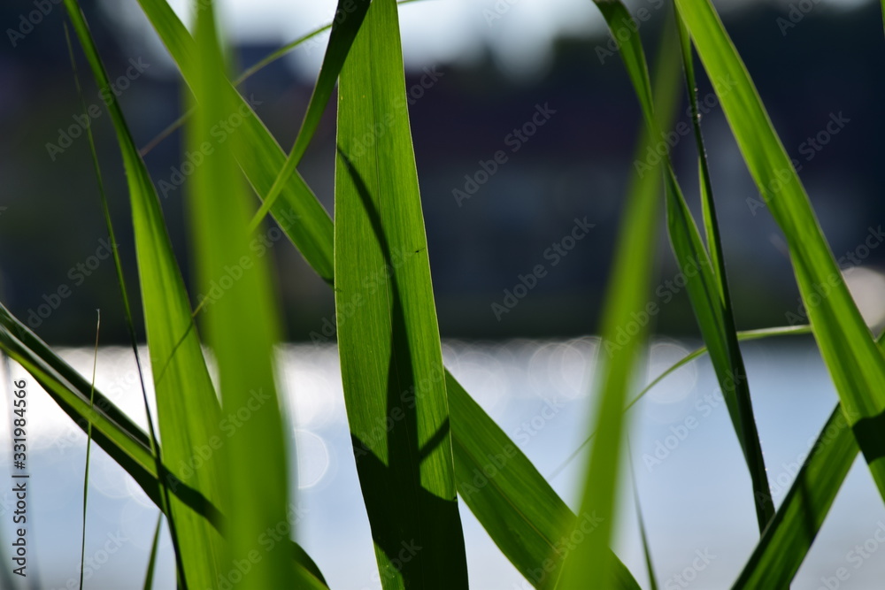 Obraz premium Grüne Gräser am Ufer eines See's