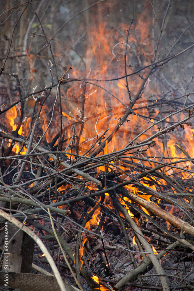 fire in forest fire in forest