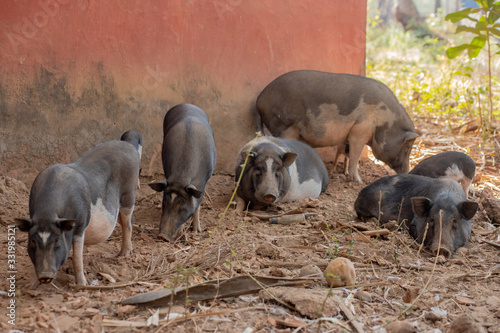 Photography Pigs at a Farm in Goa India
