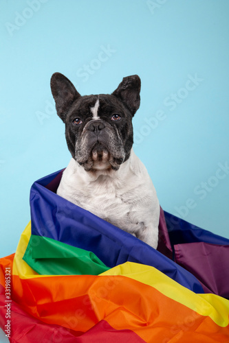 Fototapeta Naklejka Na Ścianę i Meble -  French bulldog dog with rainbow flag symbolizing gay rights. Isolated on blue background. LGBT concept. Vertical image