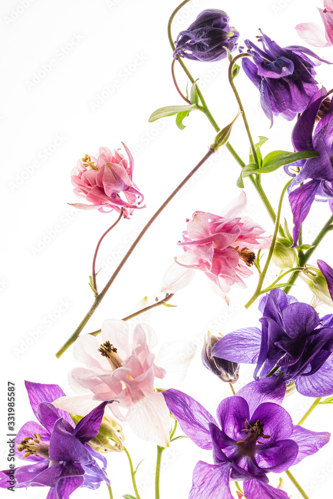aquilegia flowers on the white background