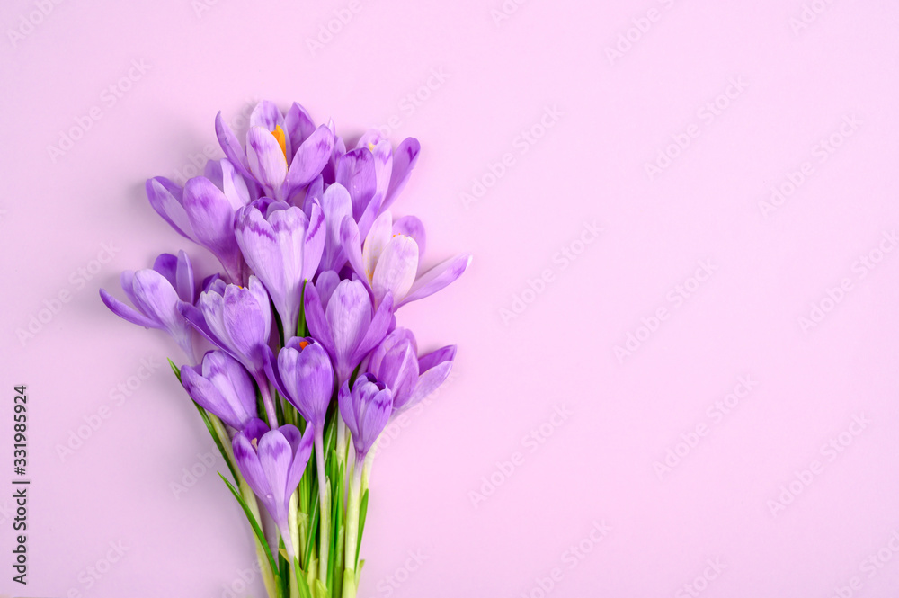 Fototapeta premium Purple crocus flowers on purple background. Copy space. Flat lay. Top view.