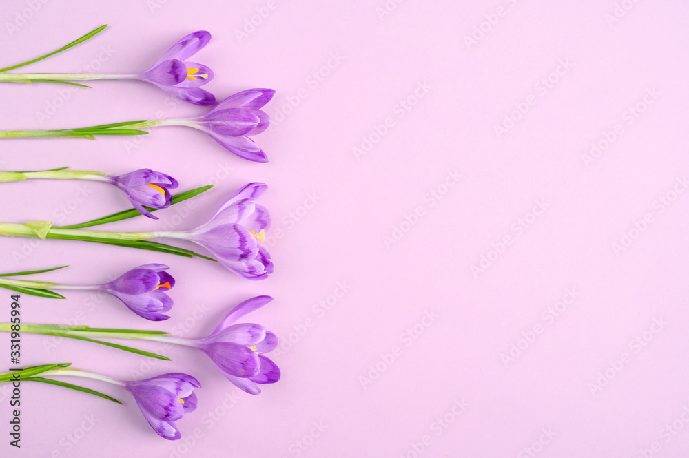 Composition of purple crocus flowers on purple background. Copy space. Flat lay. Top view. Composition of purple crocus flowers on purple background. Copy space. Flat lay. Top view.