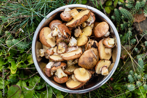 Suillus  mushrooms in the bowl