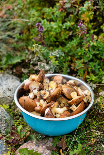 Suillus mushrooms in the bowl