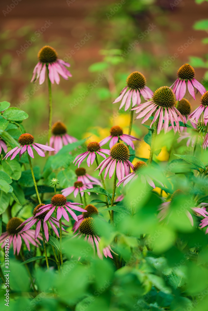 Obraz premium echinacea flowers in the garden