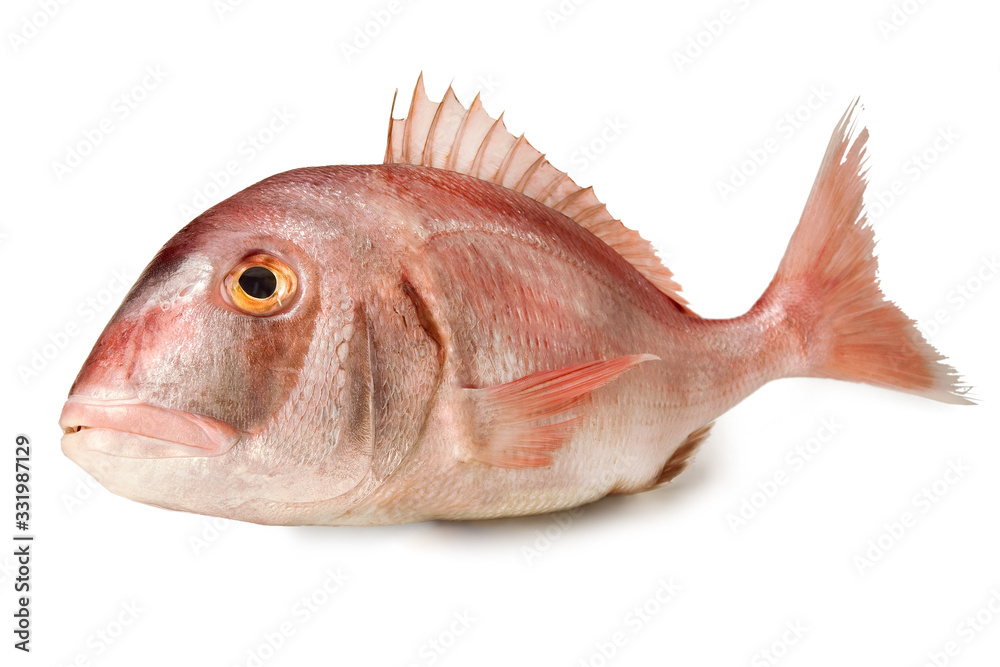 Common Pandora Fish - Isolated on White Background Stock Photo | Adobe Stock
