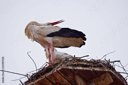 Storch, paar, vogel, flügel, schnabel, feder, rot, weiß, schwarz, 2, begrüßung, ciconia ciconia, adebar, nest, holz, zweige, trocken, giengen an der brenz, deutschland, europa, märz, wild, wild lebend photo