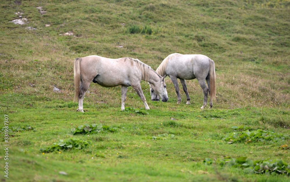 Lipizzaner auf der Sommer Weide. Lipizzaner auf der Sommer Weide.