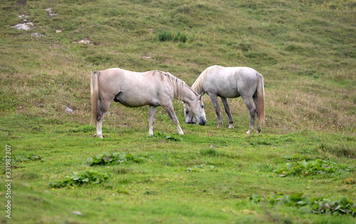 Lipizzaner auf der Sommer Weide. 