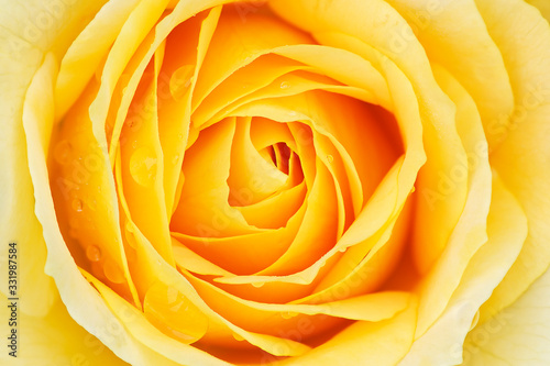 Close-up of a yellow rose with raindrops revealing its patterns  textures  and details