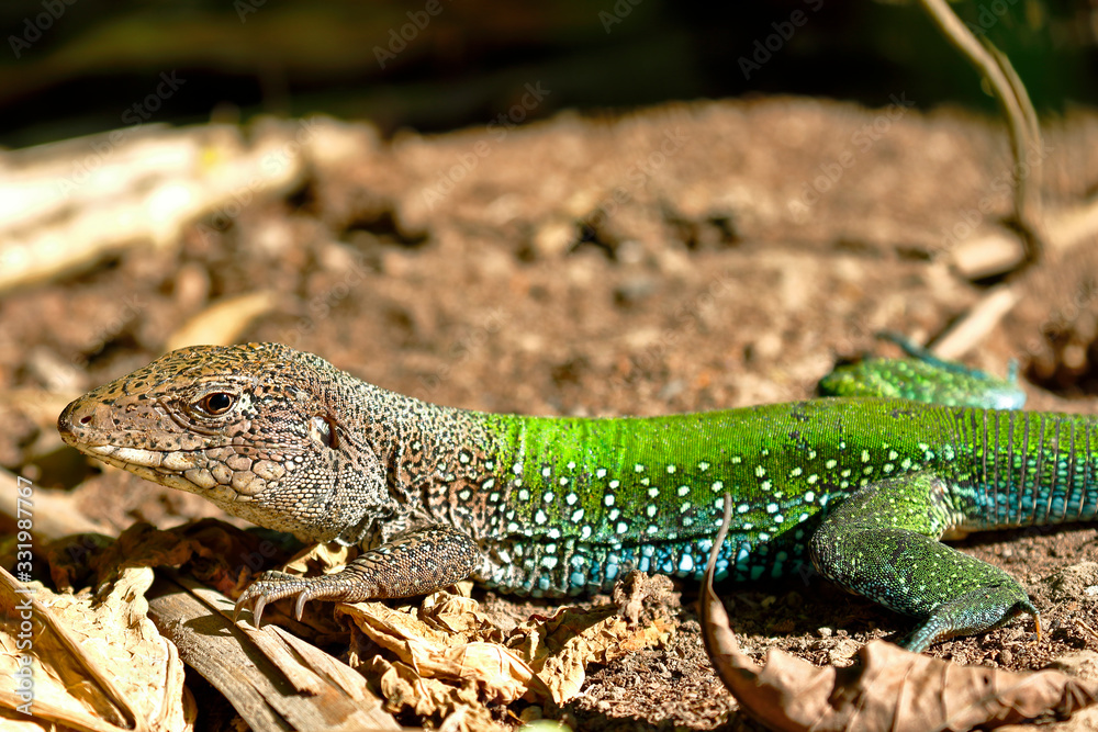 Giant ameiva (ameiva ameiva); Copy taken in freedom Giant ameiva (ameiva ameiva); Copy taken in freedom
