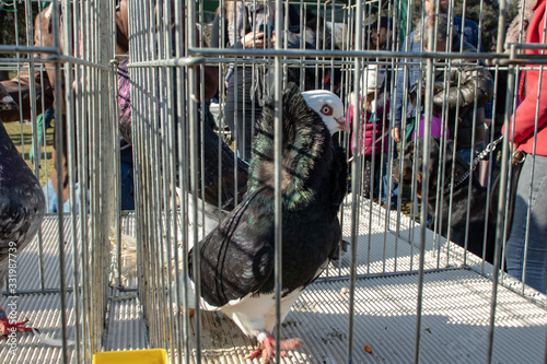 Rome, on a farm the Paduan hen shows itself in its beauty. photo