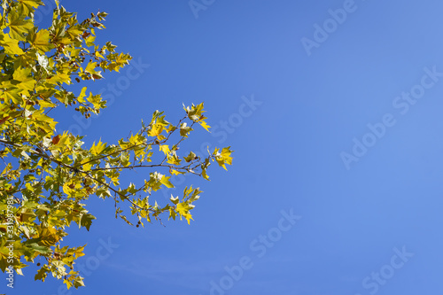 Italian tree branch and blue sky. Travel background.