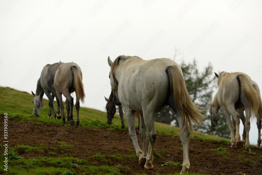 Schimmel in sämtlichen Farbnuancen. Lipizzaner auf der Sommerweide Schimmel in sämtlichen Farbnuancen. Lipizzaner auf der Sommerweide