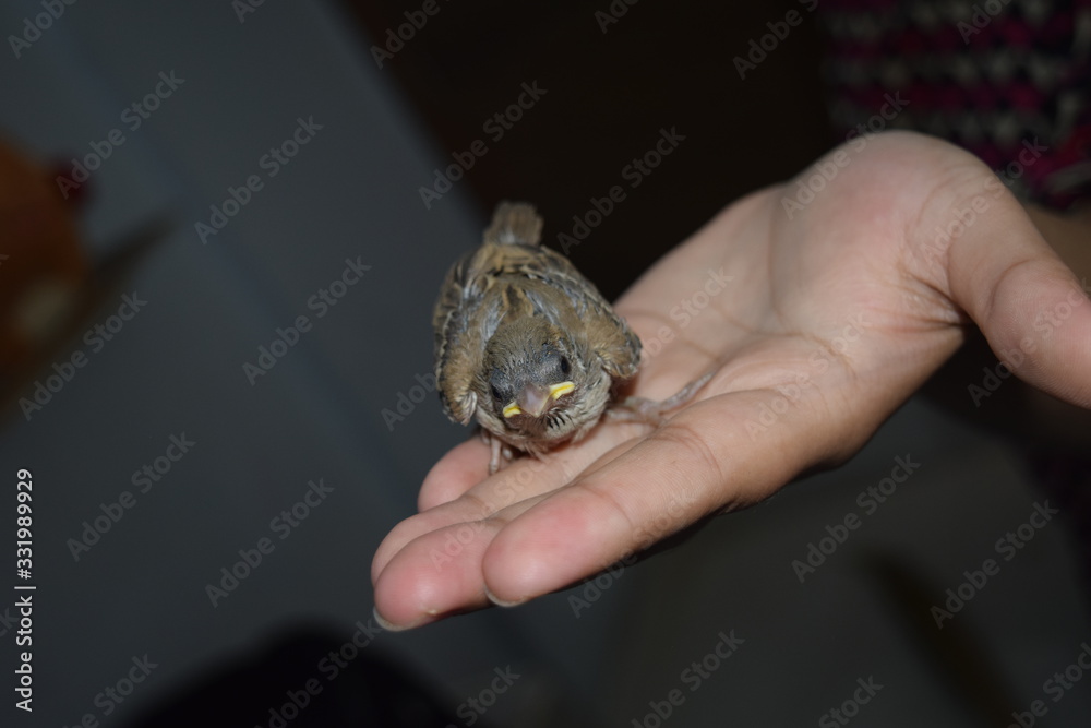 Close up view of baby sparrow with half grown feathers Close up view of baby sparrow with half grown feathers